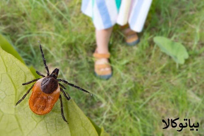 از بین بردن کک از باغ و باغچه